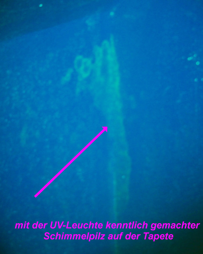 Schimmel hinter Tapete